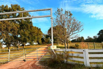 Windy Hills Beefmasters