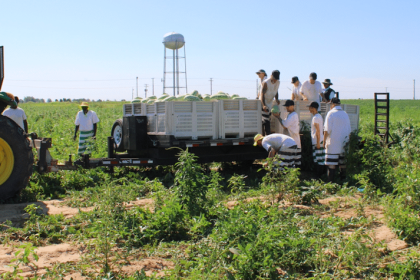 Inmates farming