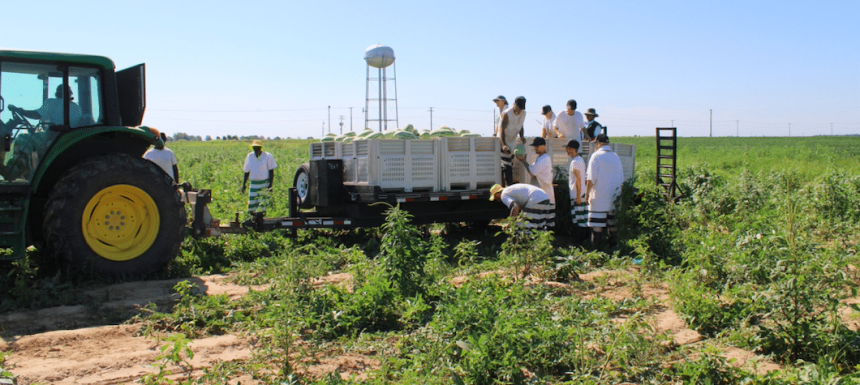 Inmates farming