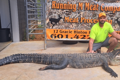 record female alligator