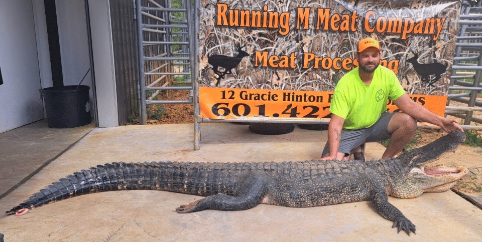 record female alligator