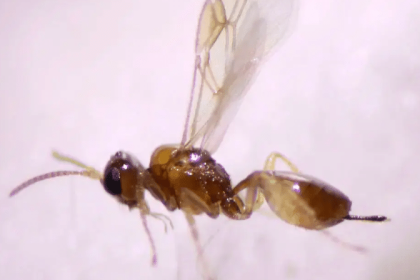 parasitoid wasp