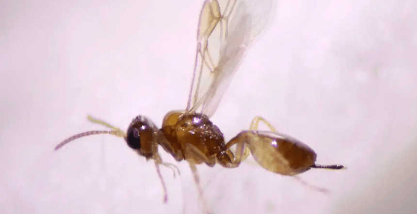 parasitoid wasp