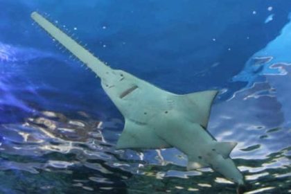 smalltooth sawfish