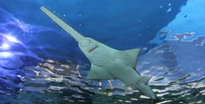 smalltooth sawfish