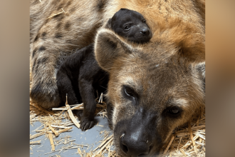 hyena cub