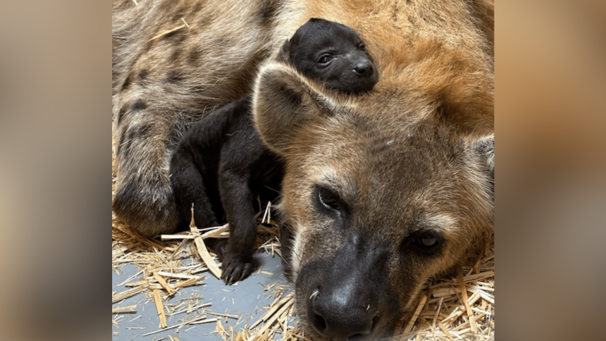 hyena cub