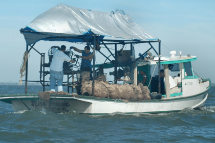 oyster harvesting