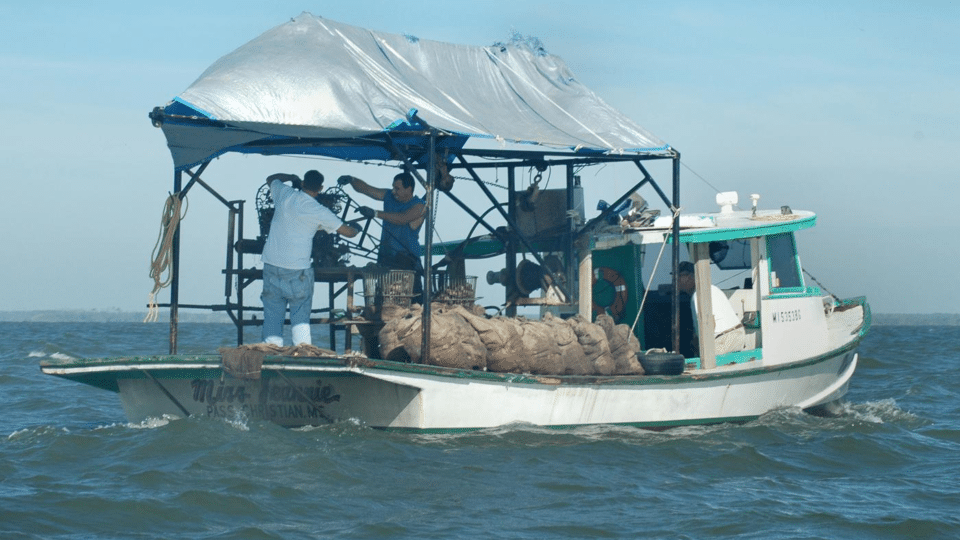 oyster harvesting