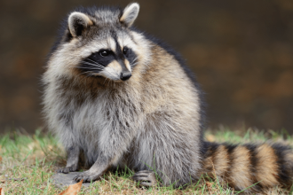 raccoon