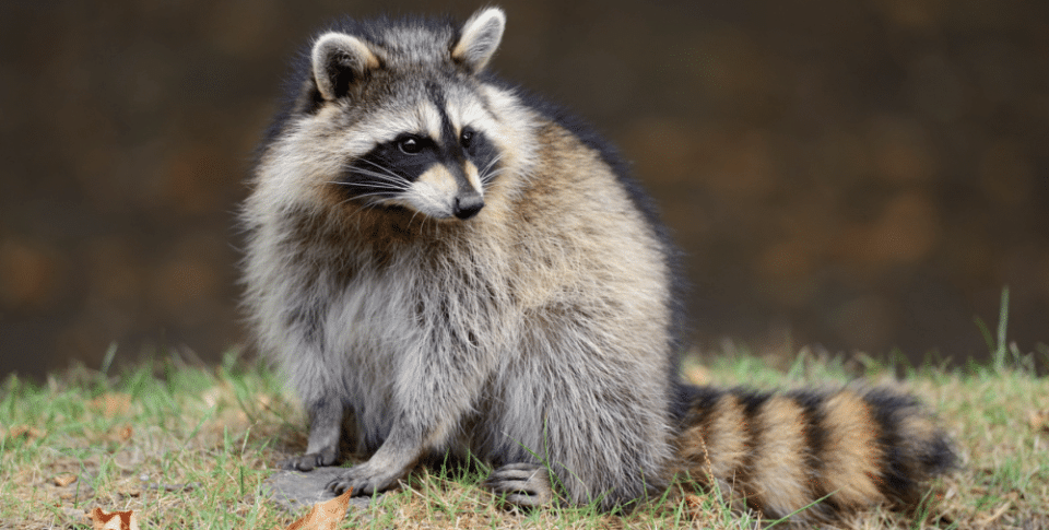 raccoon