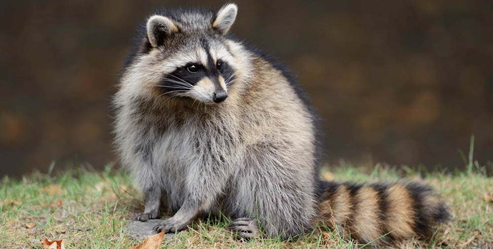 'Critter catcher' offers tips to keep wild animals out of homes as temperatures cool – SuperTalk Mississippi