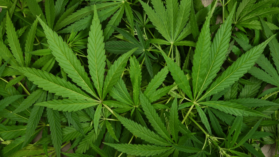 Marijuana