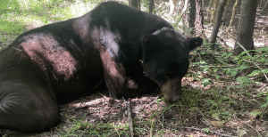 Black bear