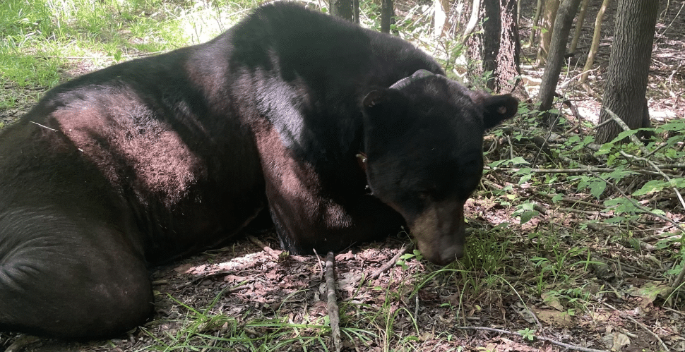 Record-breaking 510-pound black bear spotted in Sharkey County – SuperTalk Mississippi