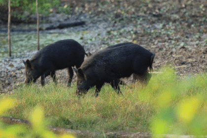 Wild hogs