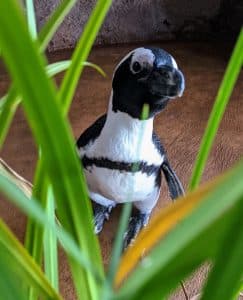 African penguin