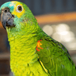 Amazon parrot