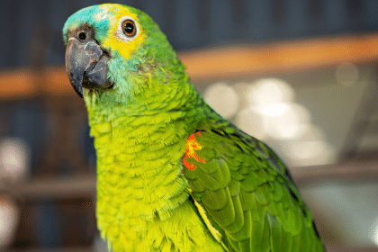 Amazon parrot