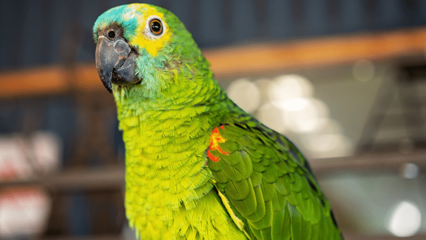 Amazon parrot